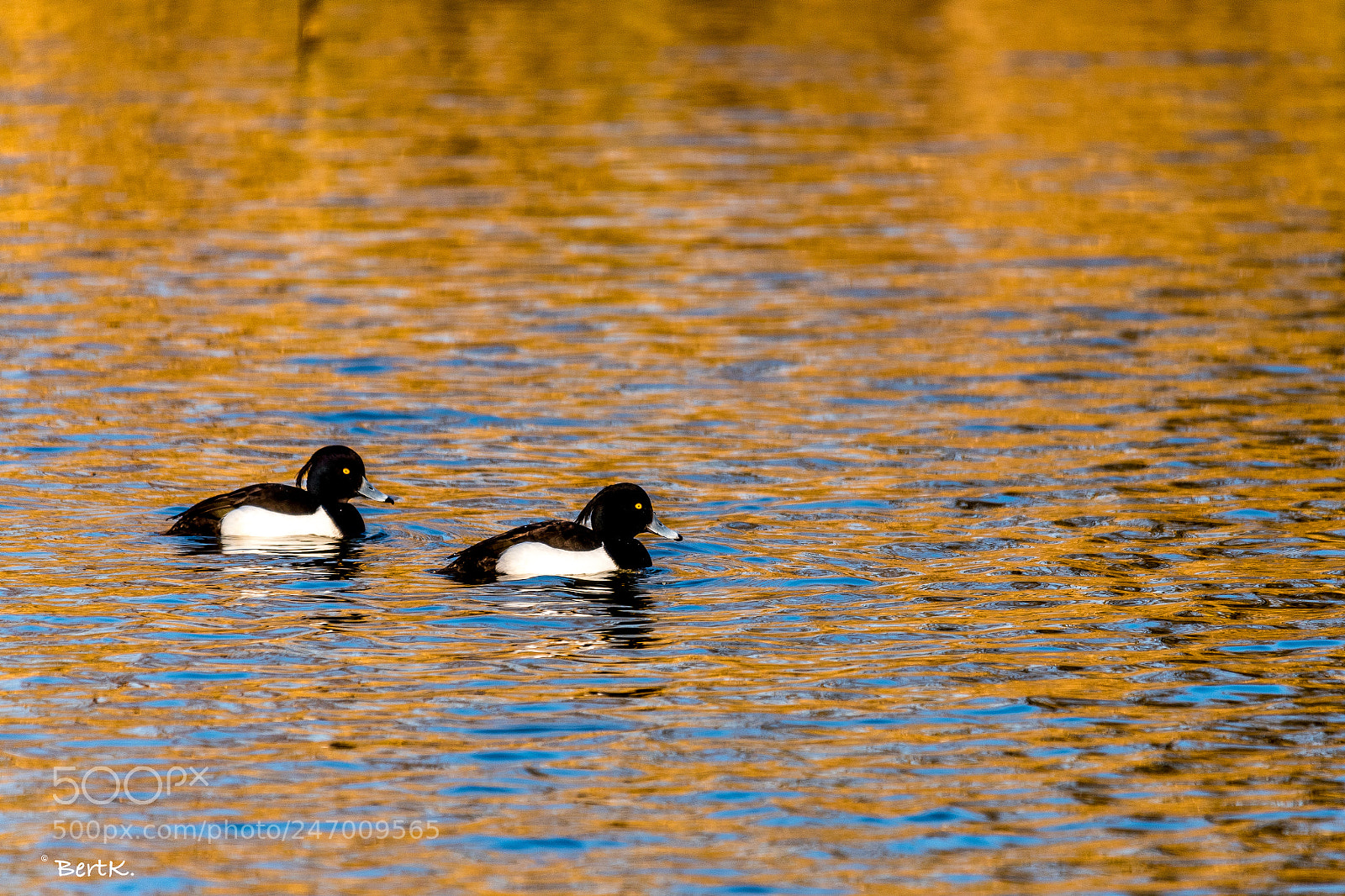 Nikon D500 sample photo. Tufted ducks photography
