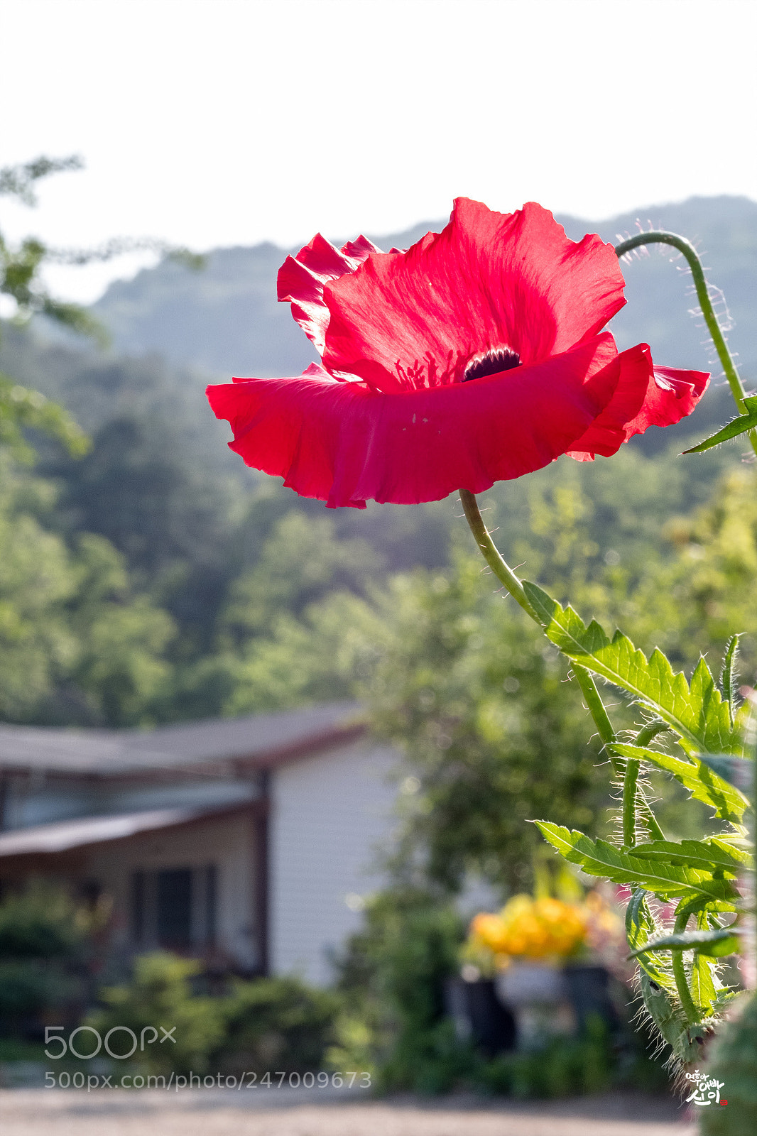 Fujifilm X-T2 sample photo. Red point photography