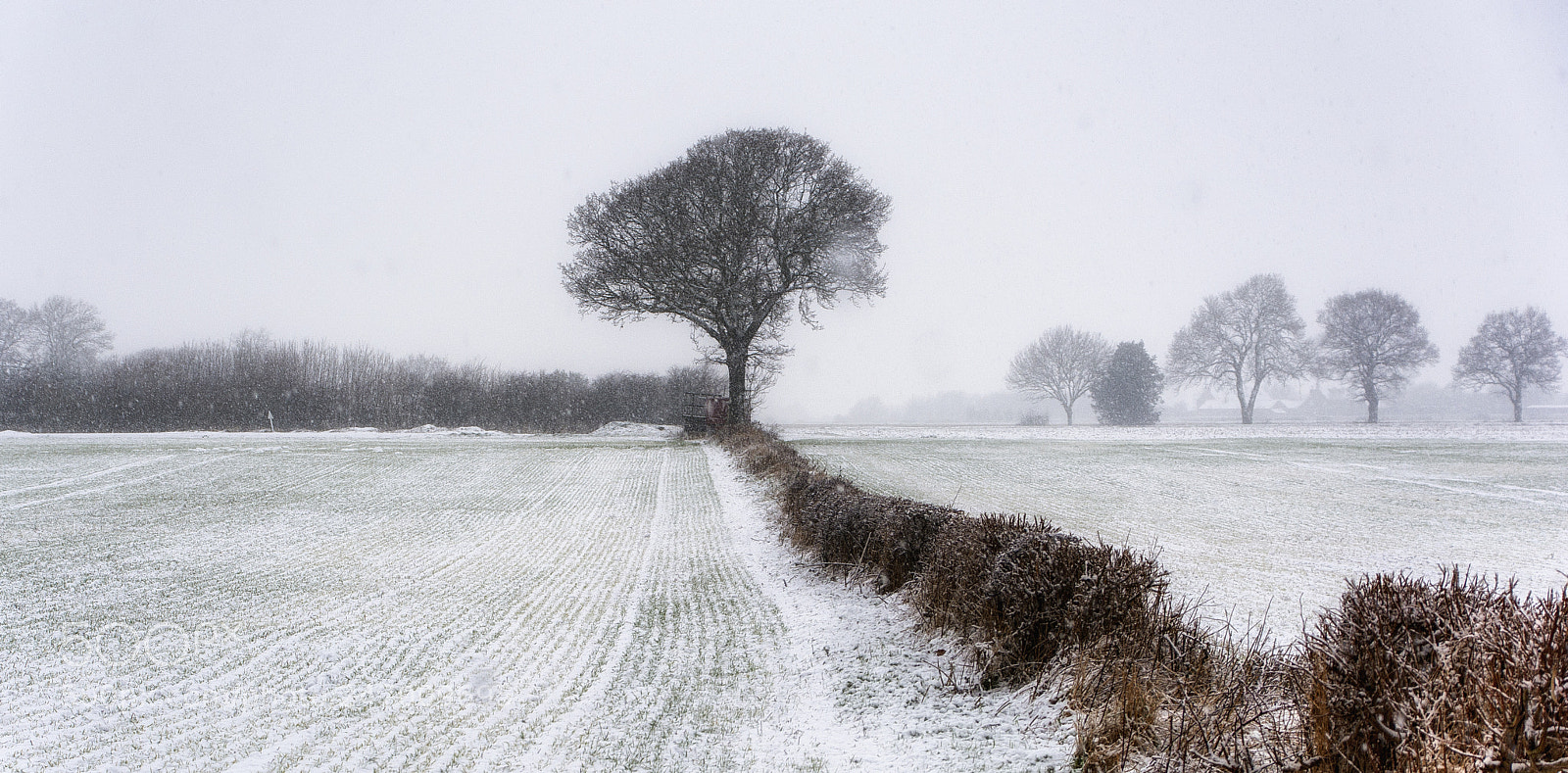 Nikon D7100 sample photo. White fields photography