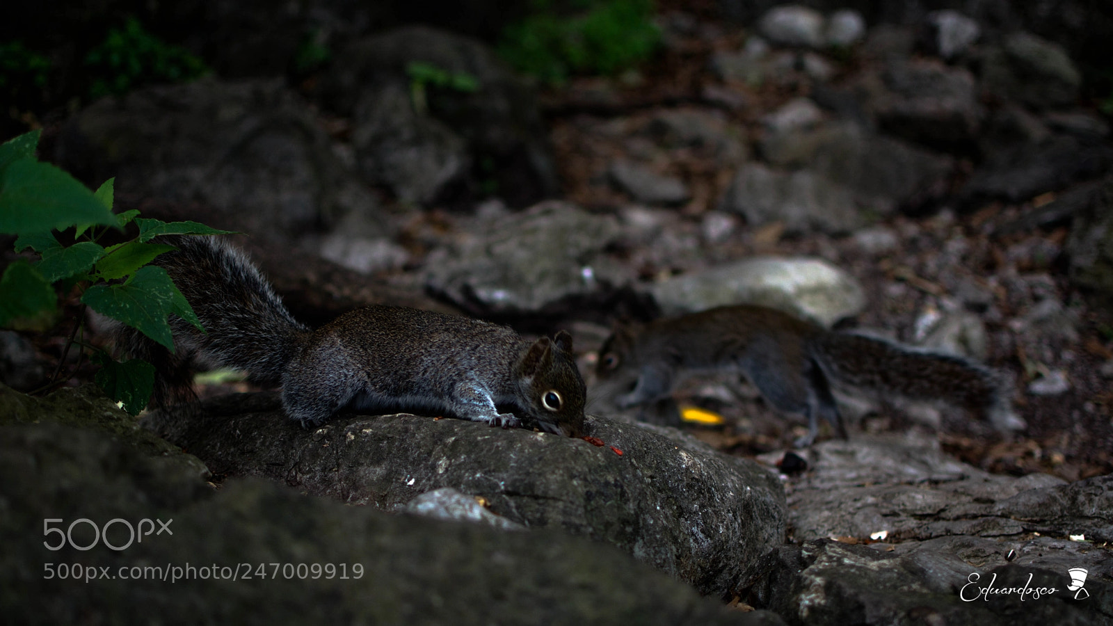 Nikon D7100 sample photo. Ardillas buscando comida photography