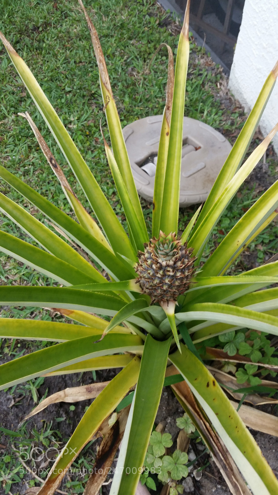 Samsung Galaxy S5 sample photo. Untitled photography