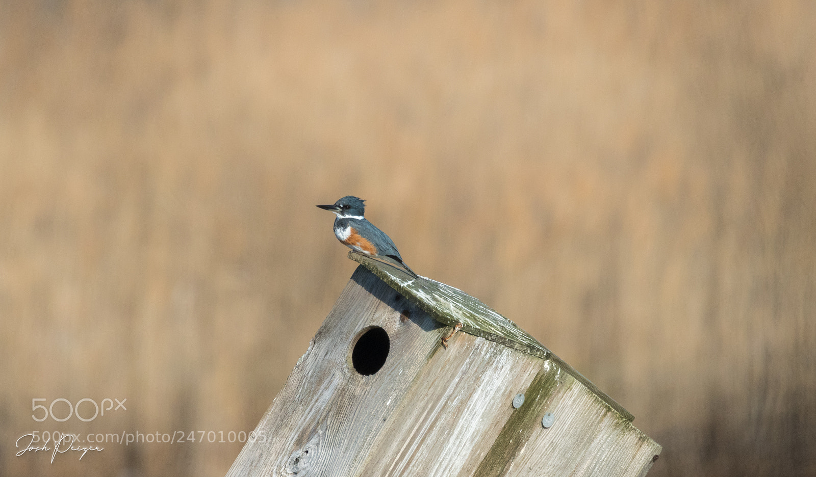 Nikon D500 sample photo. Maryland kingfisher photography