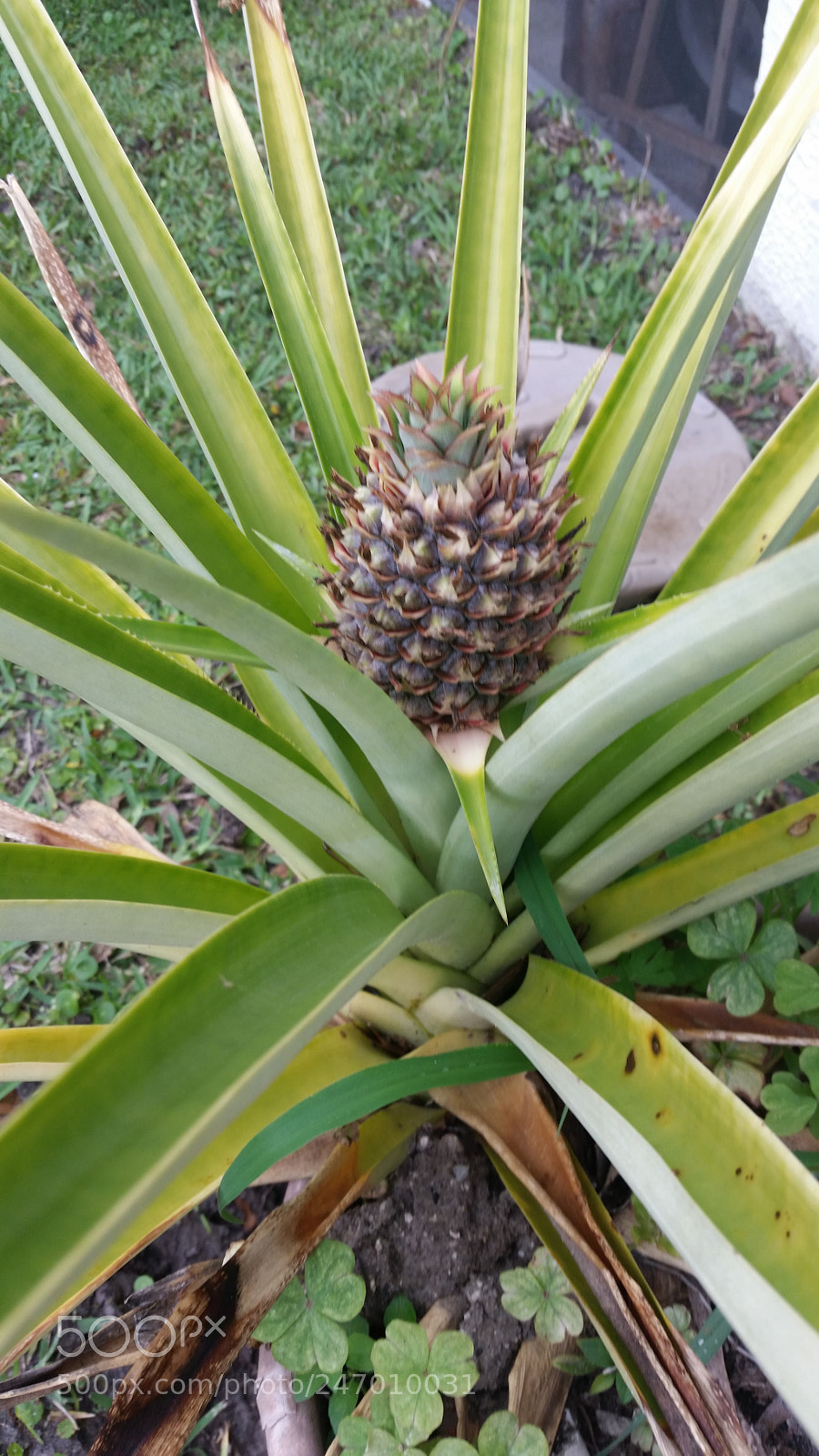 Samsung Galaxy S5 sample photo. Untitled photography