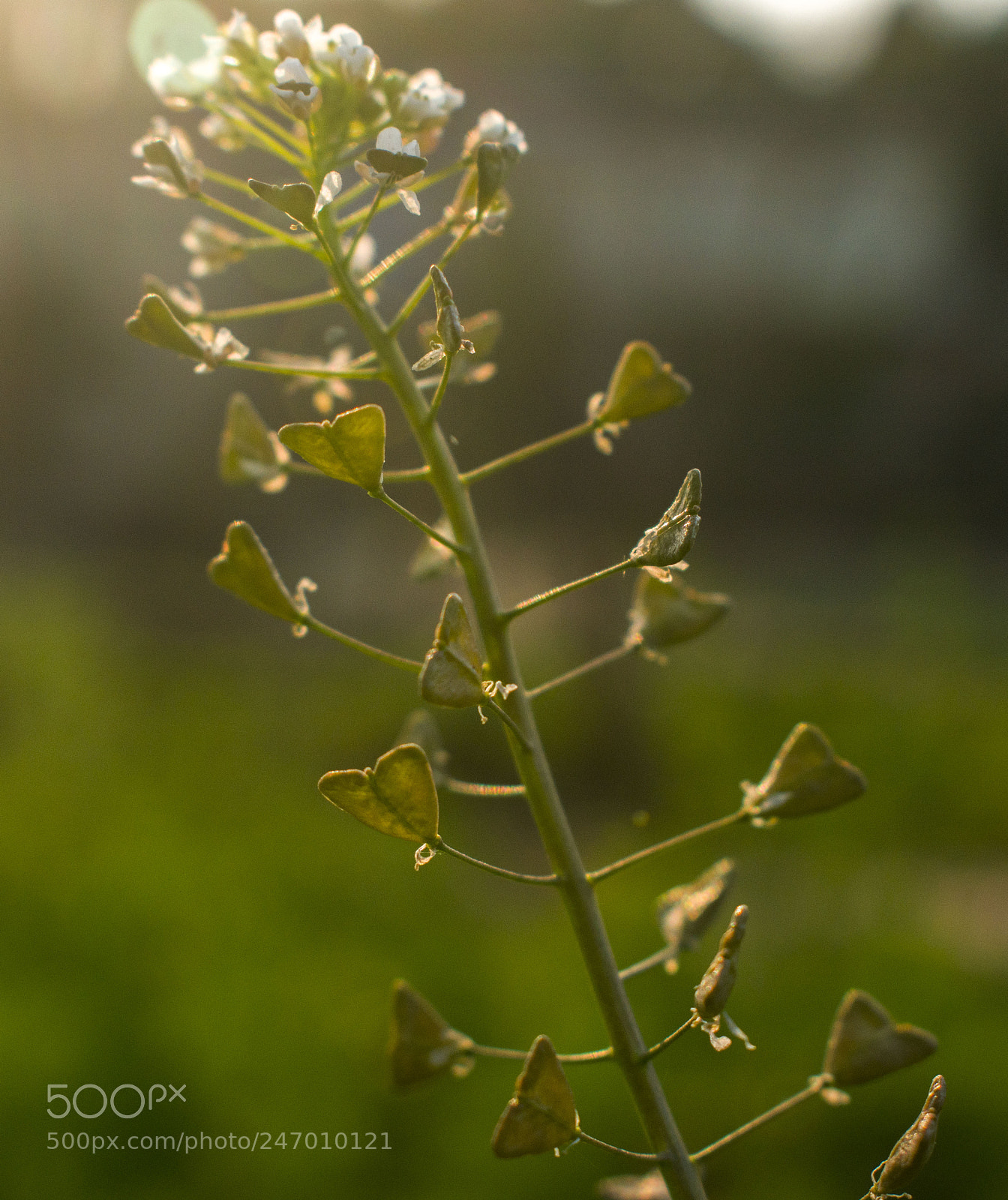 Nikon D3400 sample photo. 荠菜 photography