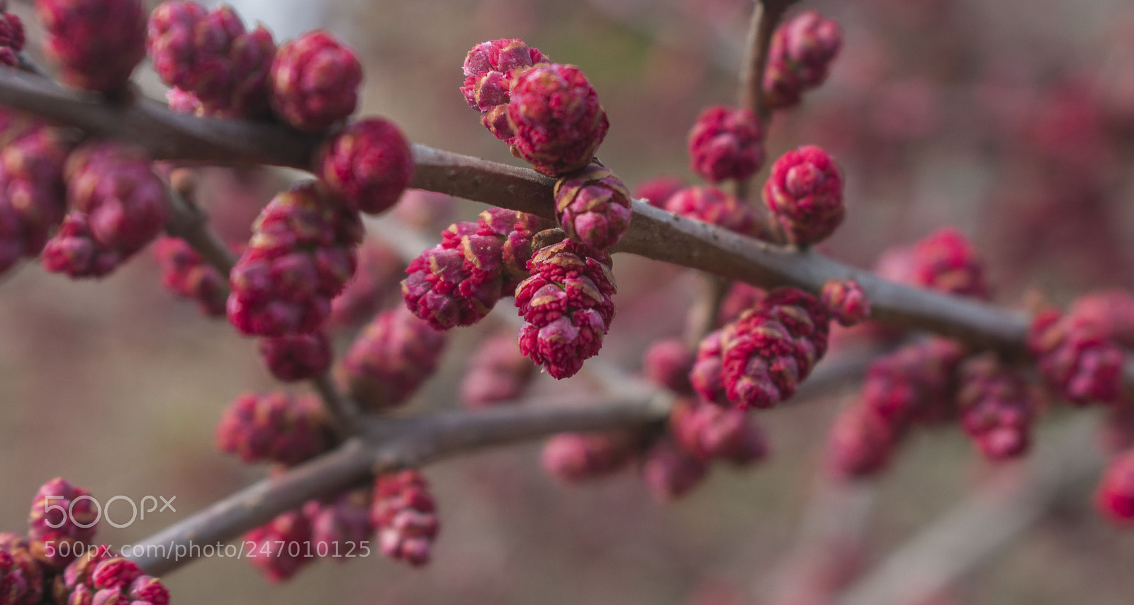 Nikon D3400 sample photo. 马桑果 photography