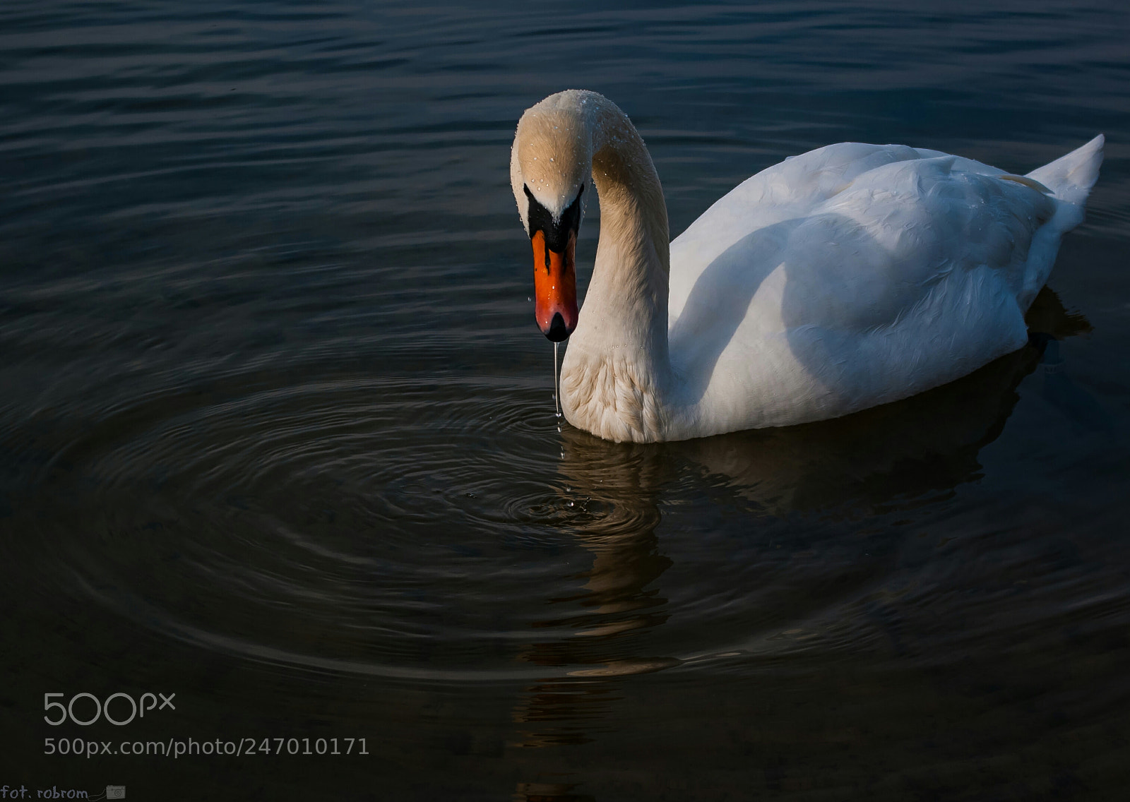Pentax K10D sample photo. Swan photography