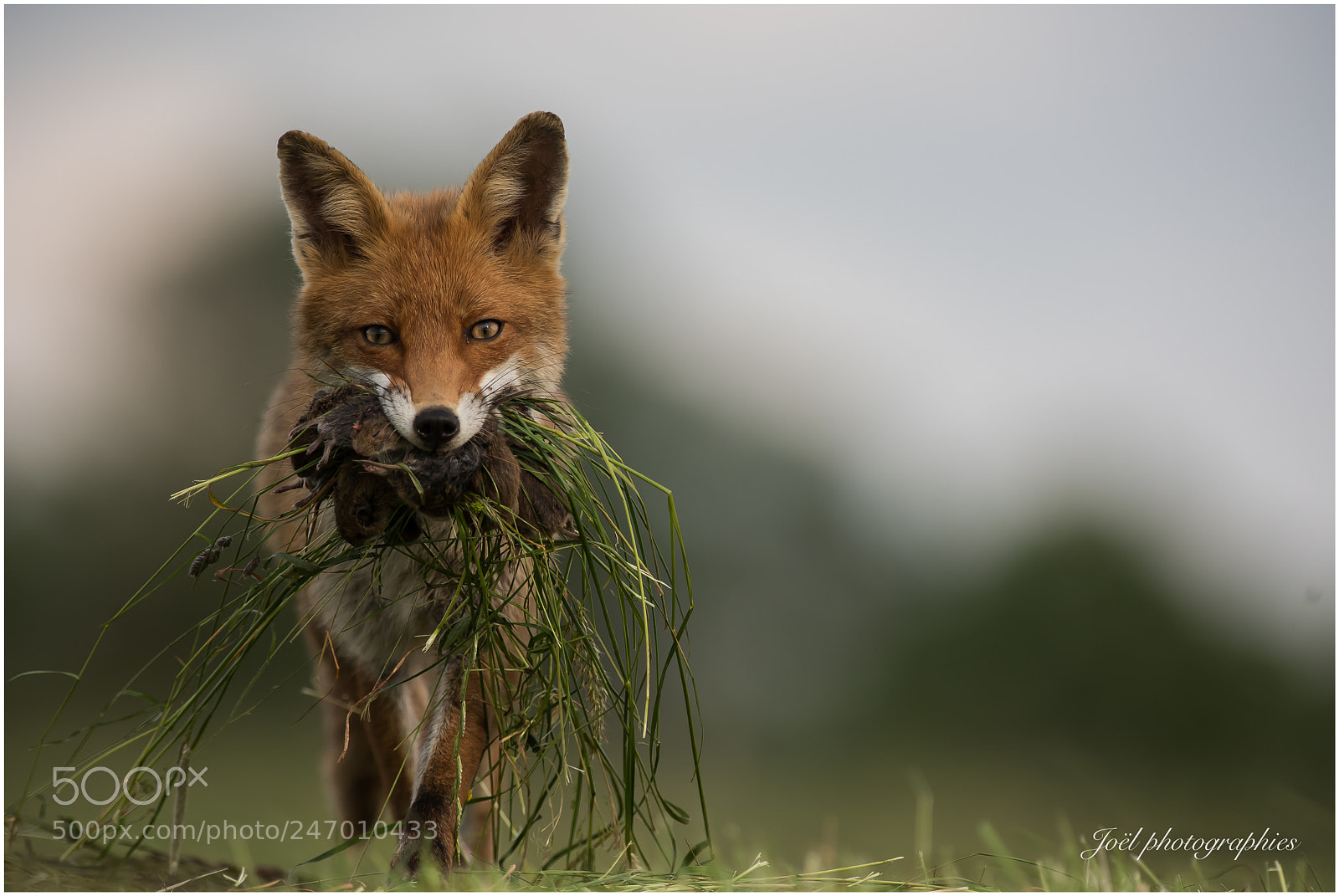 Nikon D810 sample photo. Red fox photography