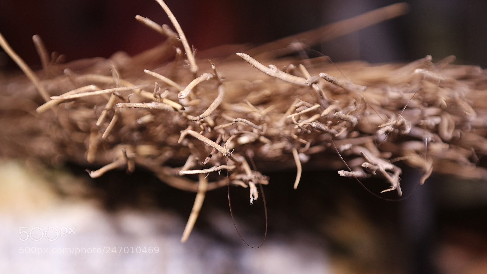 Samsung NX3000 sample photo. Samsung camera pictures photography