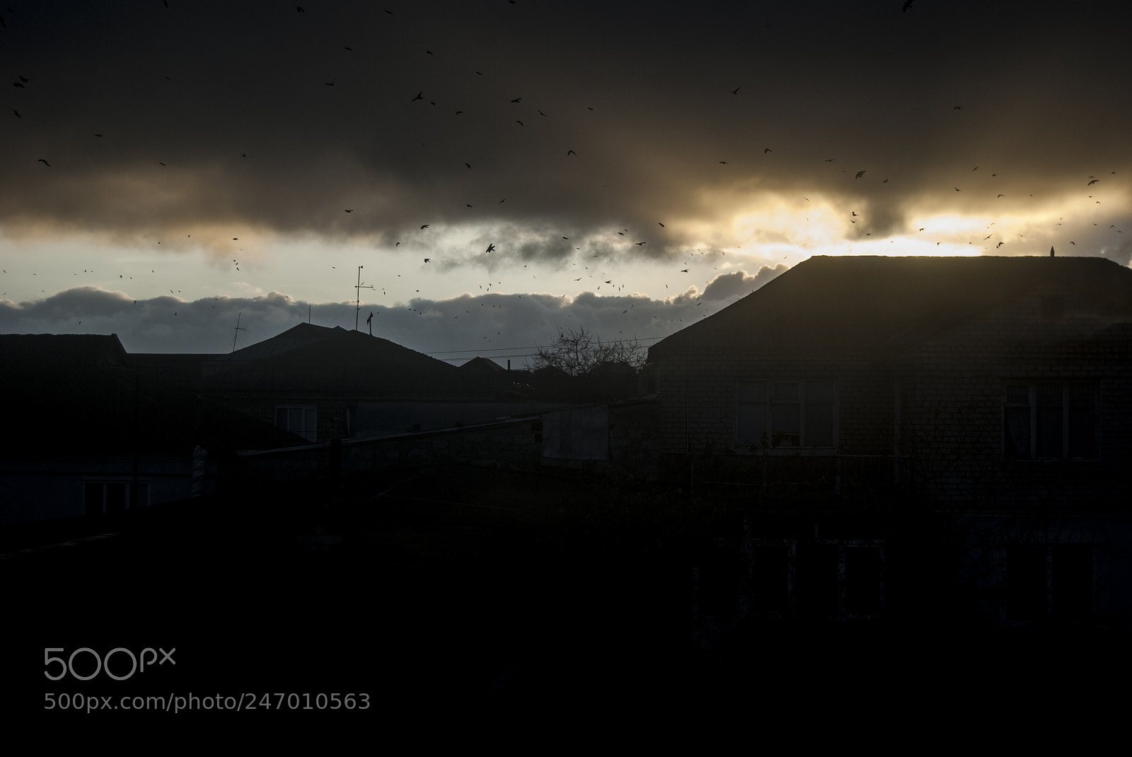 Nikon D3000 sample photo. Sunset and birds photography