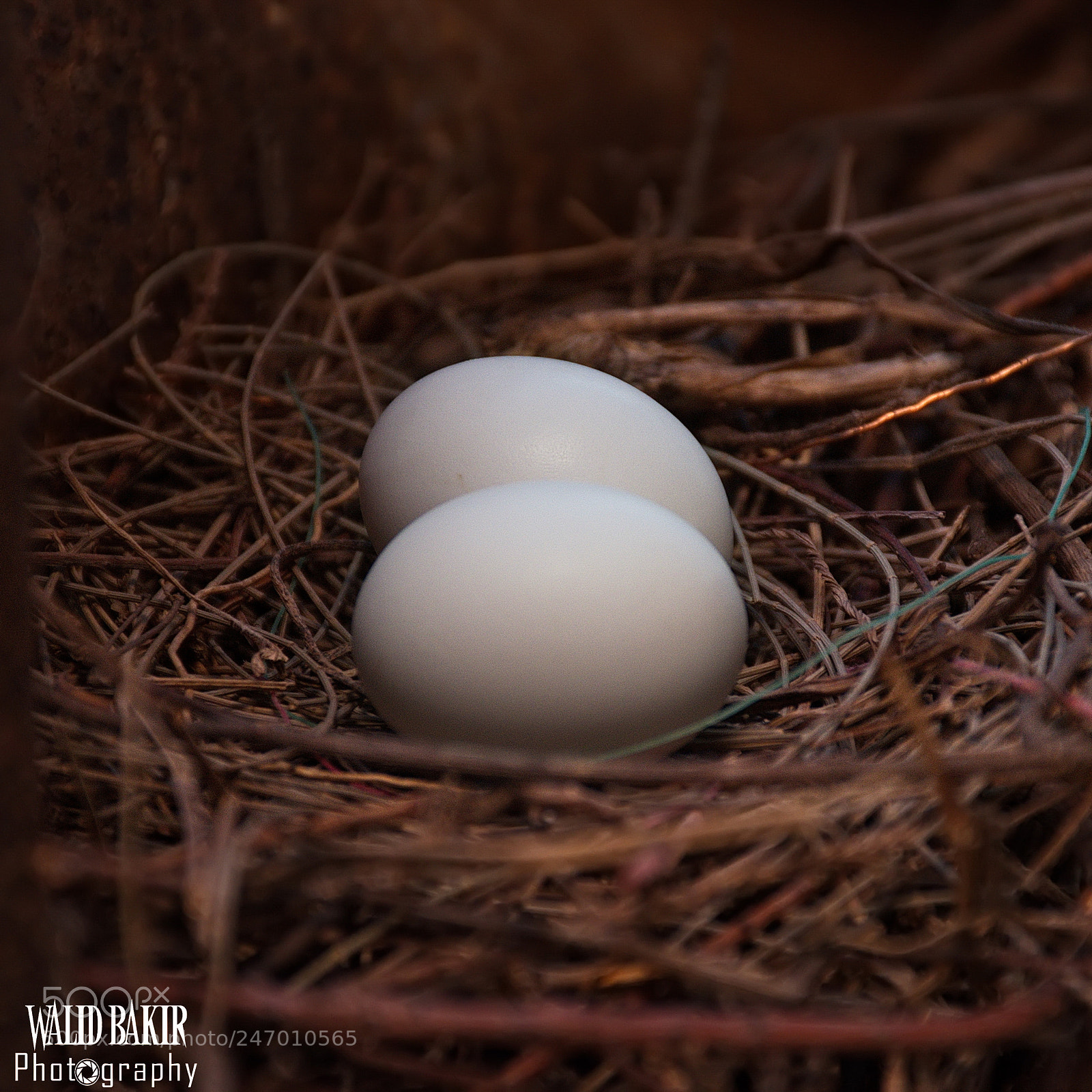 Nikon D7200 sample photo. Pigeon eggs photography