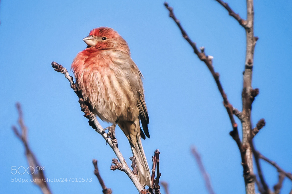 Nikon D610 sample photo. Purple finch photography