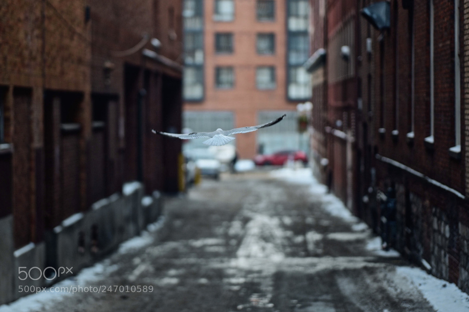Nikon D810 sample photo. The alley. :) photography
