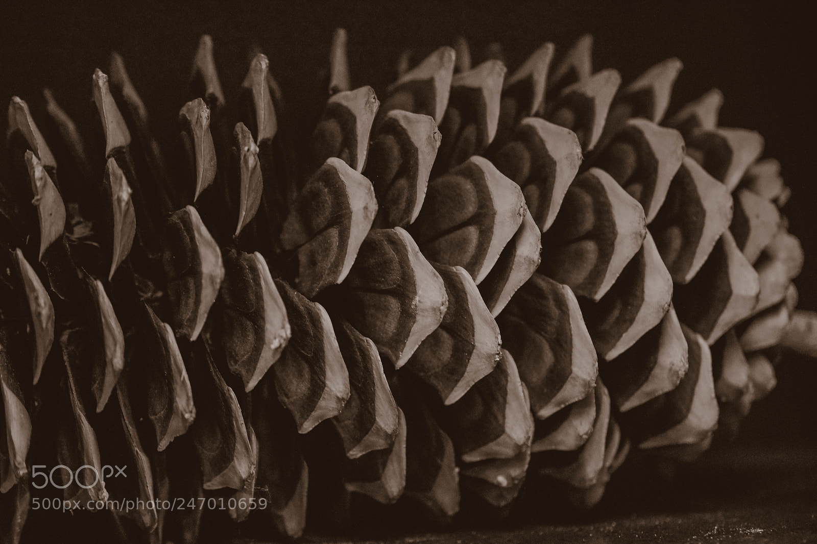 Sony SLT-A65 (SLT-A65V) sample photo. Pinecone photography
