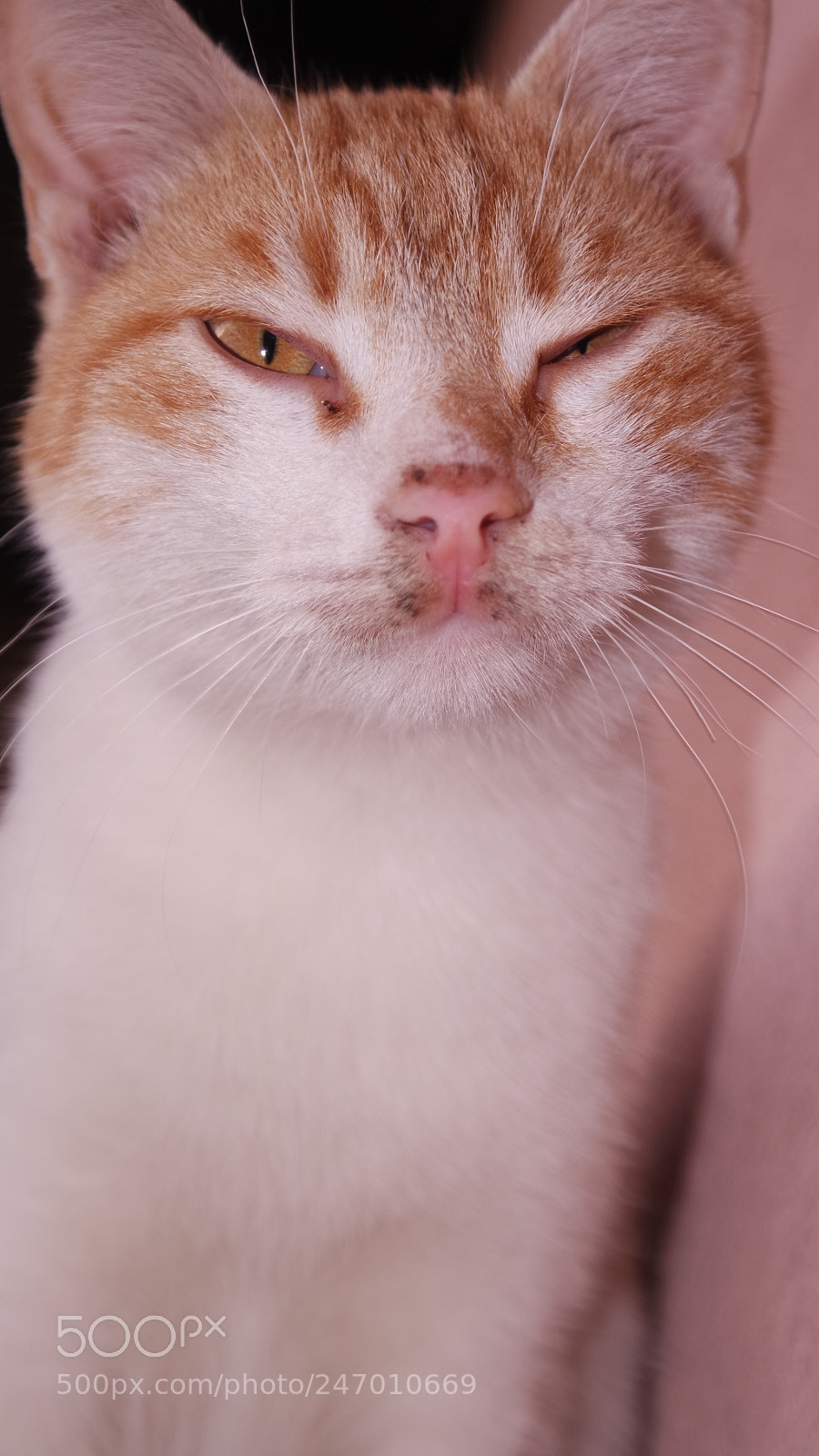 Samsung NX3000 sample photo. Samsung camera pictures photography