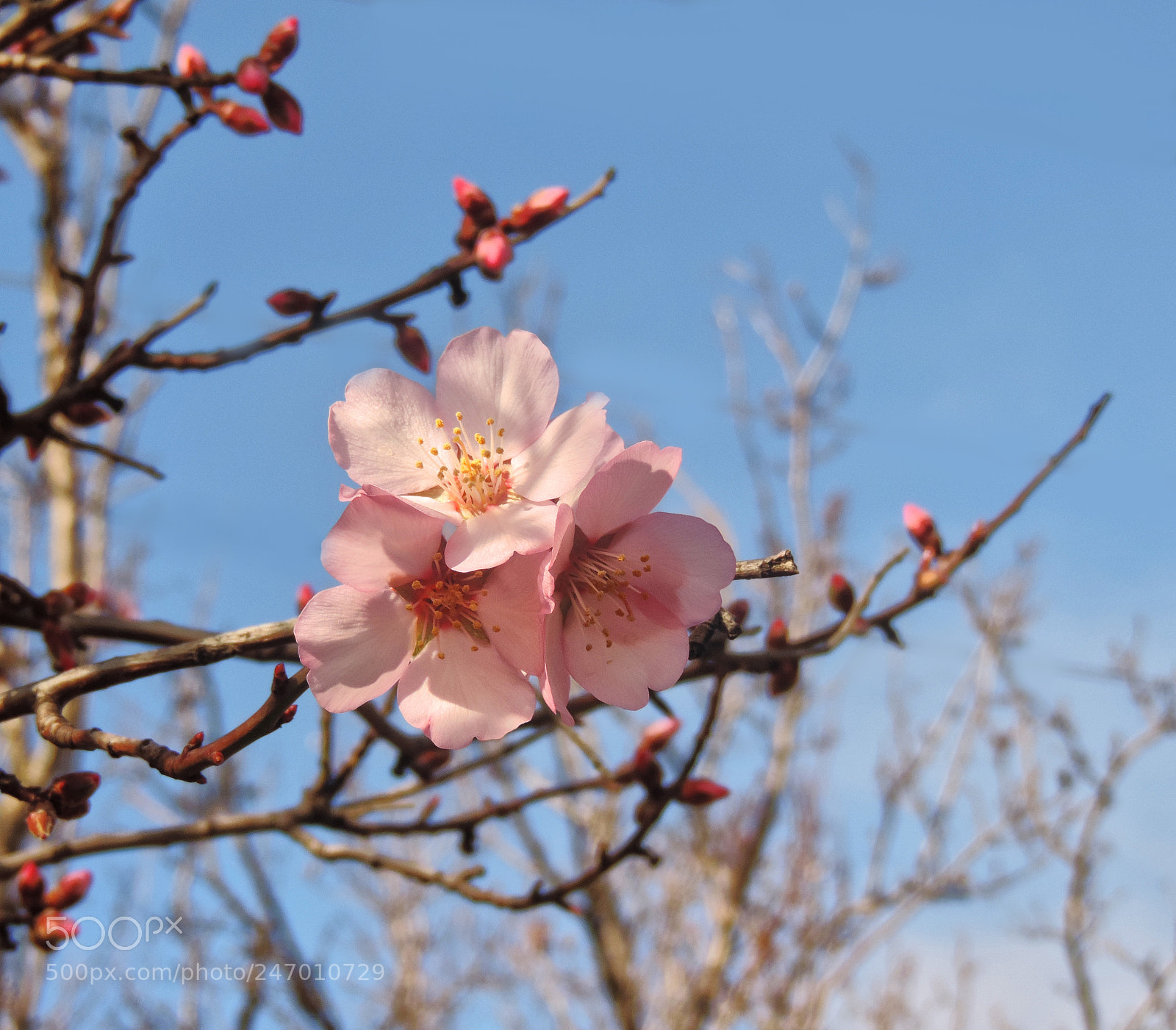 Nikon Coolpix P520 sample photo. Almond photography