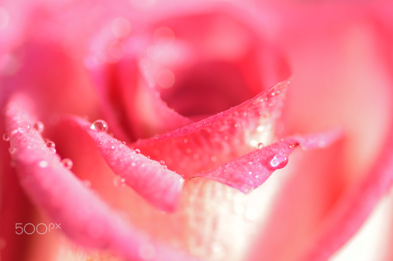Nikon D5300 + Tamron SP 90mm F2.8 Di VC USD 1:1 Macro sample photo. Macro texture of pink rose with water droplets photography