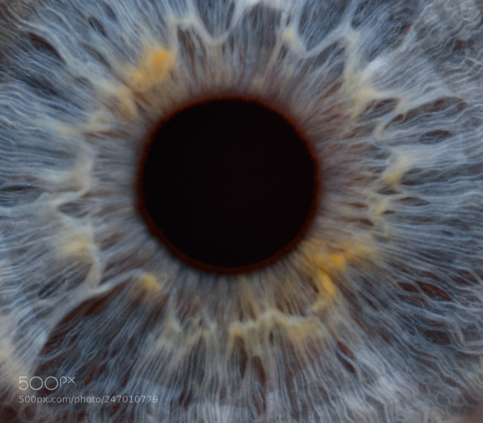 Canon EOS 5DS R sample photo. Augen photography