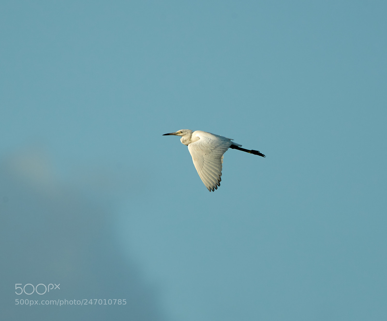 Canon EOS-1D X Mark II sample photo. 02-22-18-0004866.jpg photography