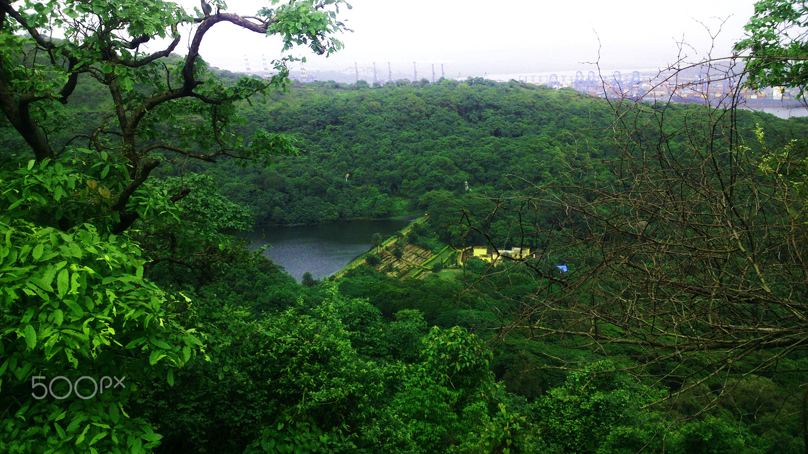 Sony Xperia P sample photo. Greenery scenery photography