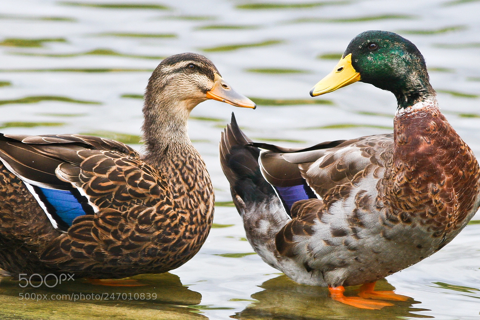 Canon EOS 20D sample photo. Mallards photography