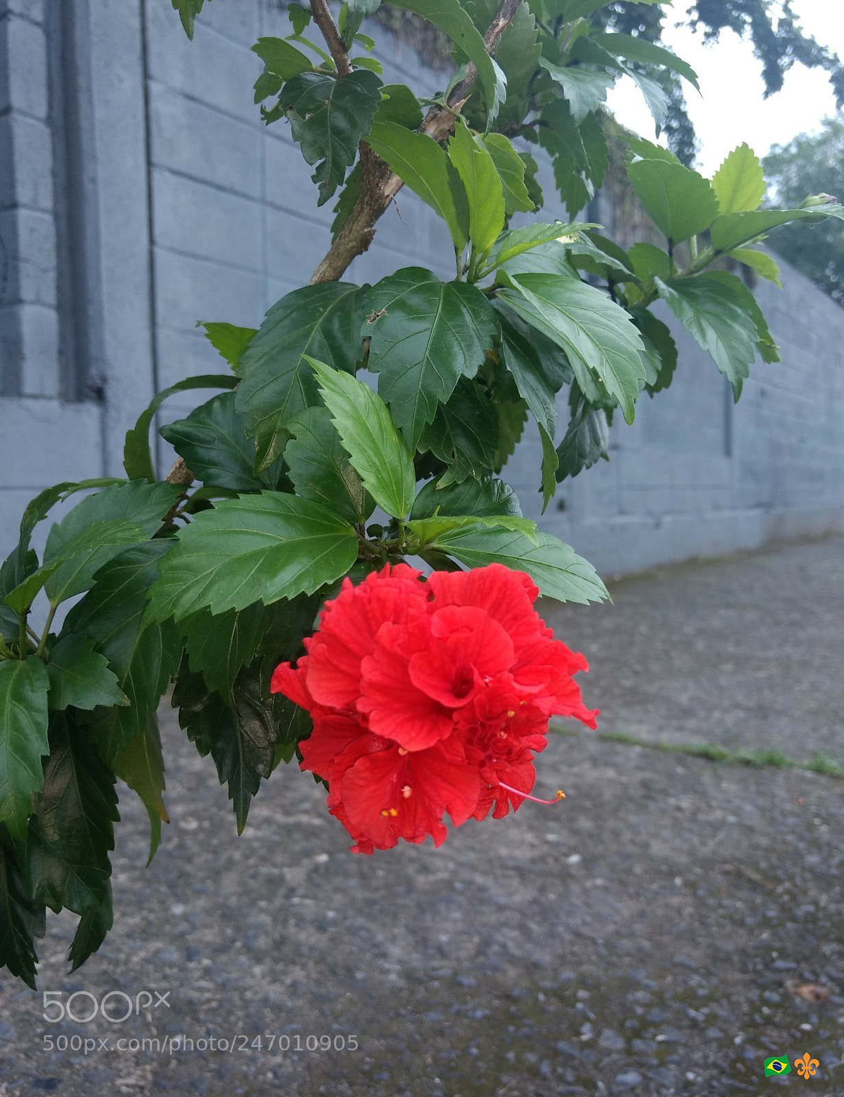 Motorola Moto G (4) sample photo. Divine beauty photography