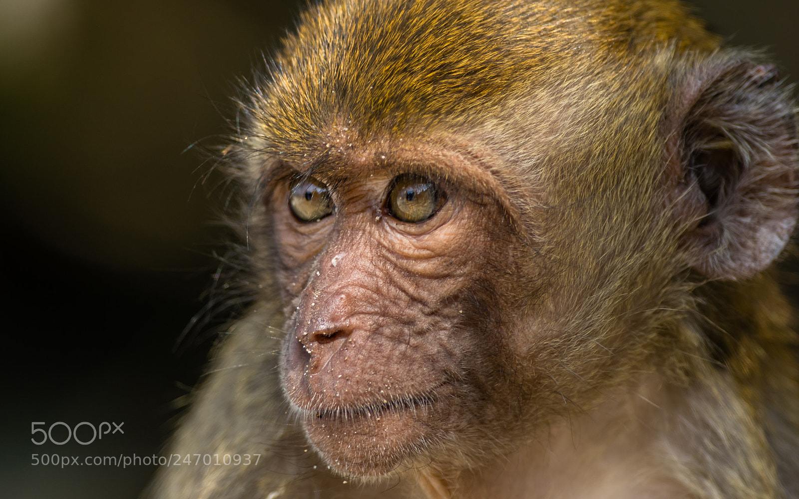 Pentax K-3 sample photo. Macaque photography