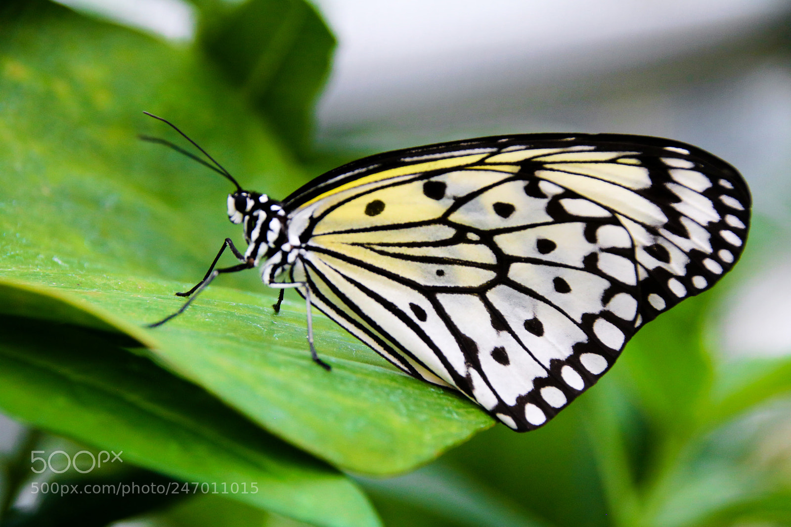 Canon EOS 750D (EOS Rebel T6i / EOS Kiss X8i) sample photo. Idea leiconoe photography