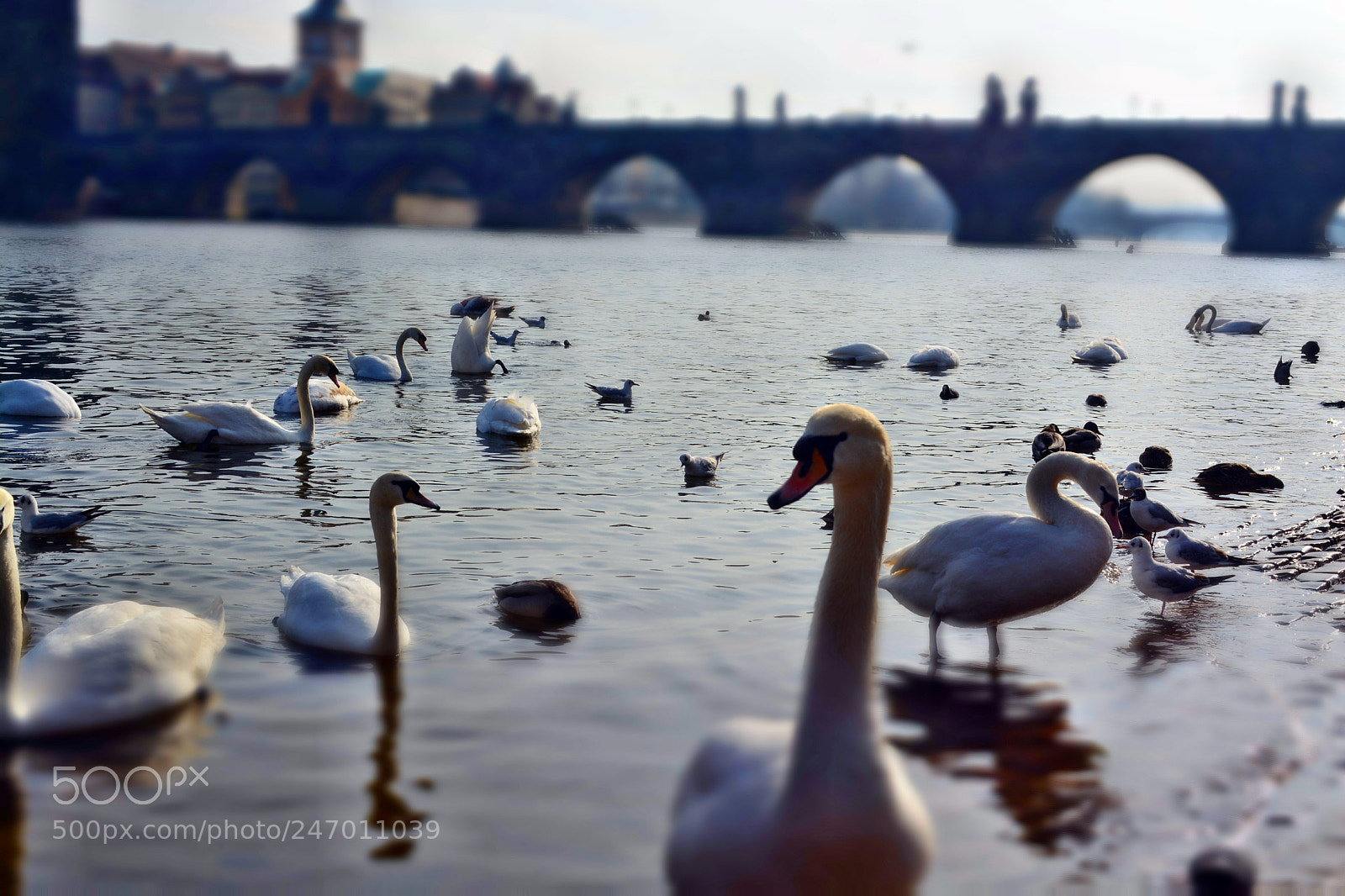 Nikon D5200 sample photo. Schwäne in prag photography