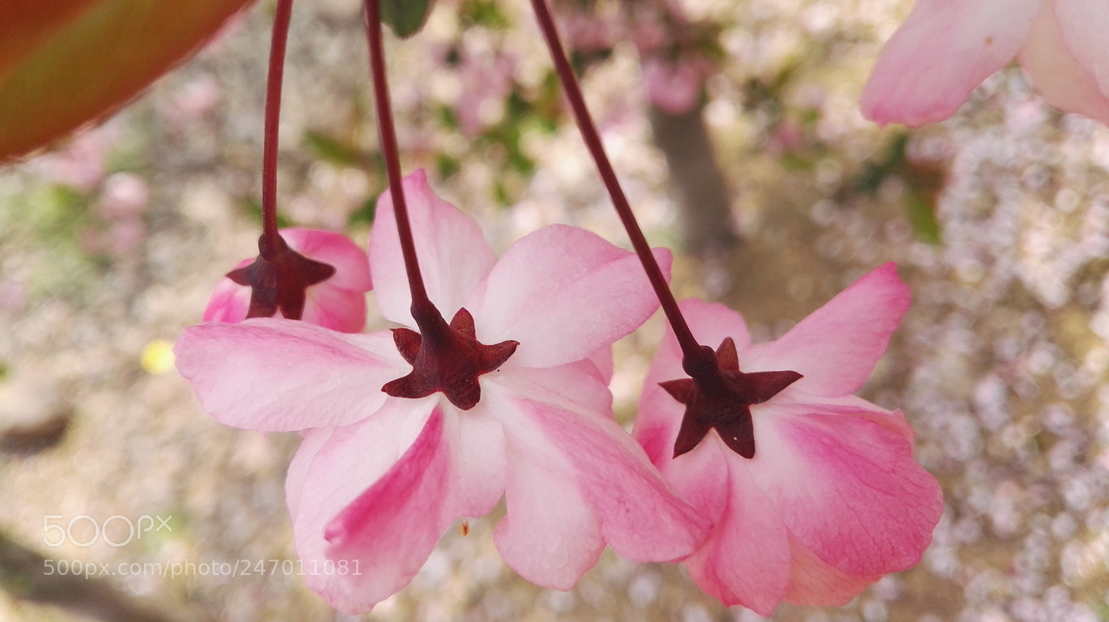 HUAWEI P8 sample photo. Untitled photography