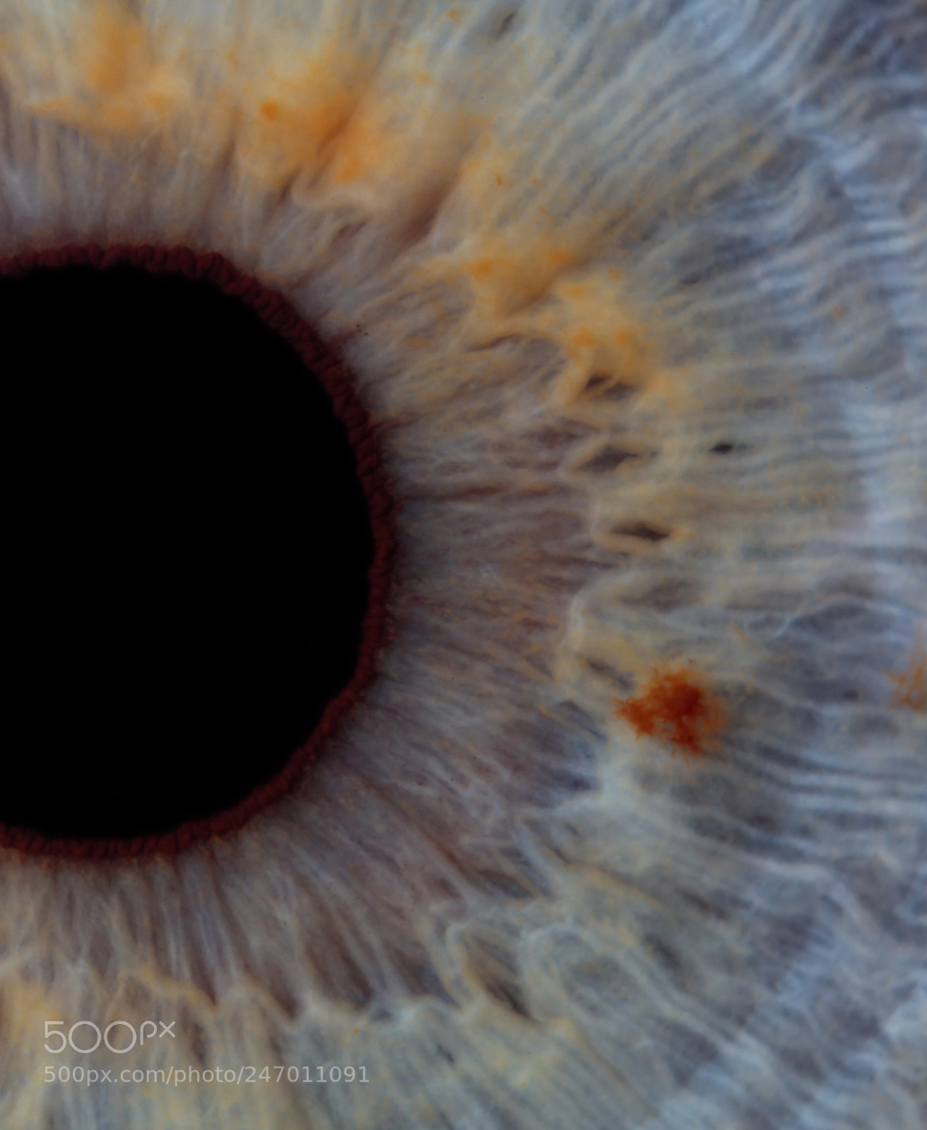 Canon EOS 5DS R sample photo. Augen photography