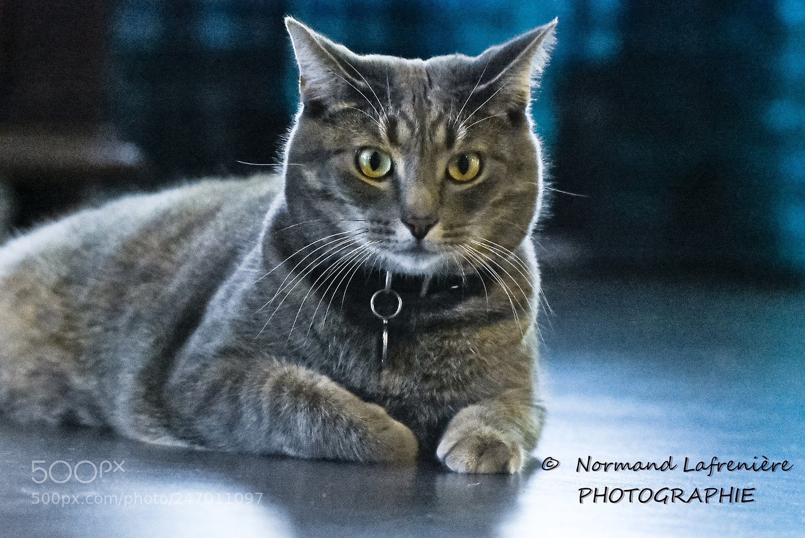 Nikon D7200 sample photo. Cinquante nuances de gris...fifty photography