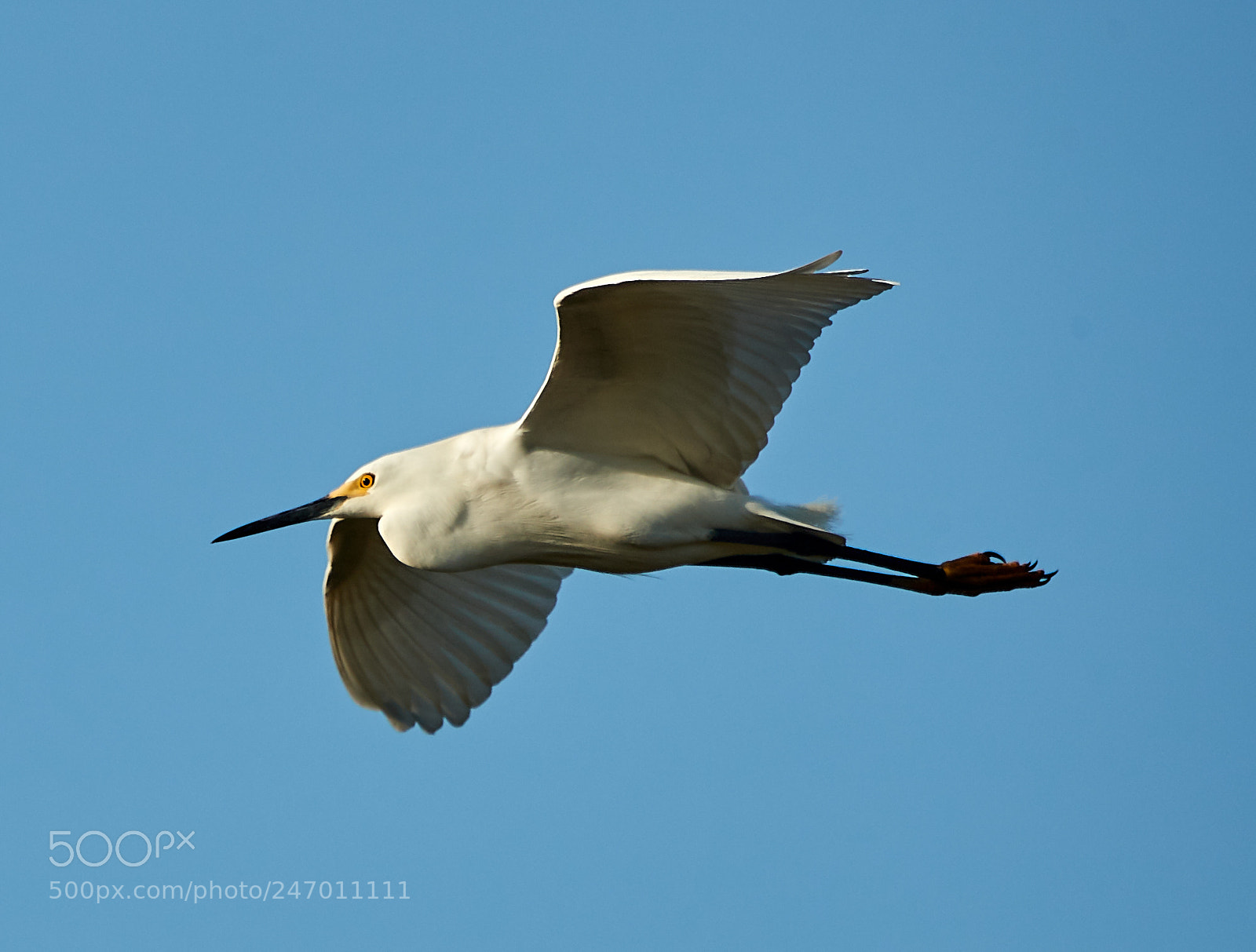 Canon EOS-1D X Mark II sample photo. 02-22-18-0004880.jpg photography
