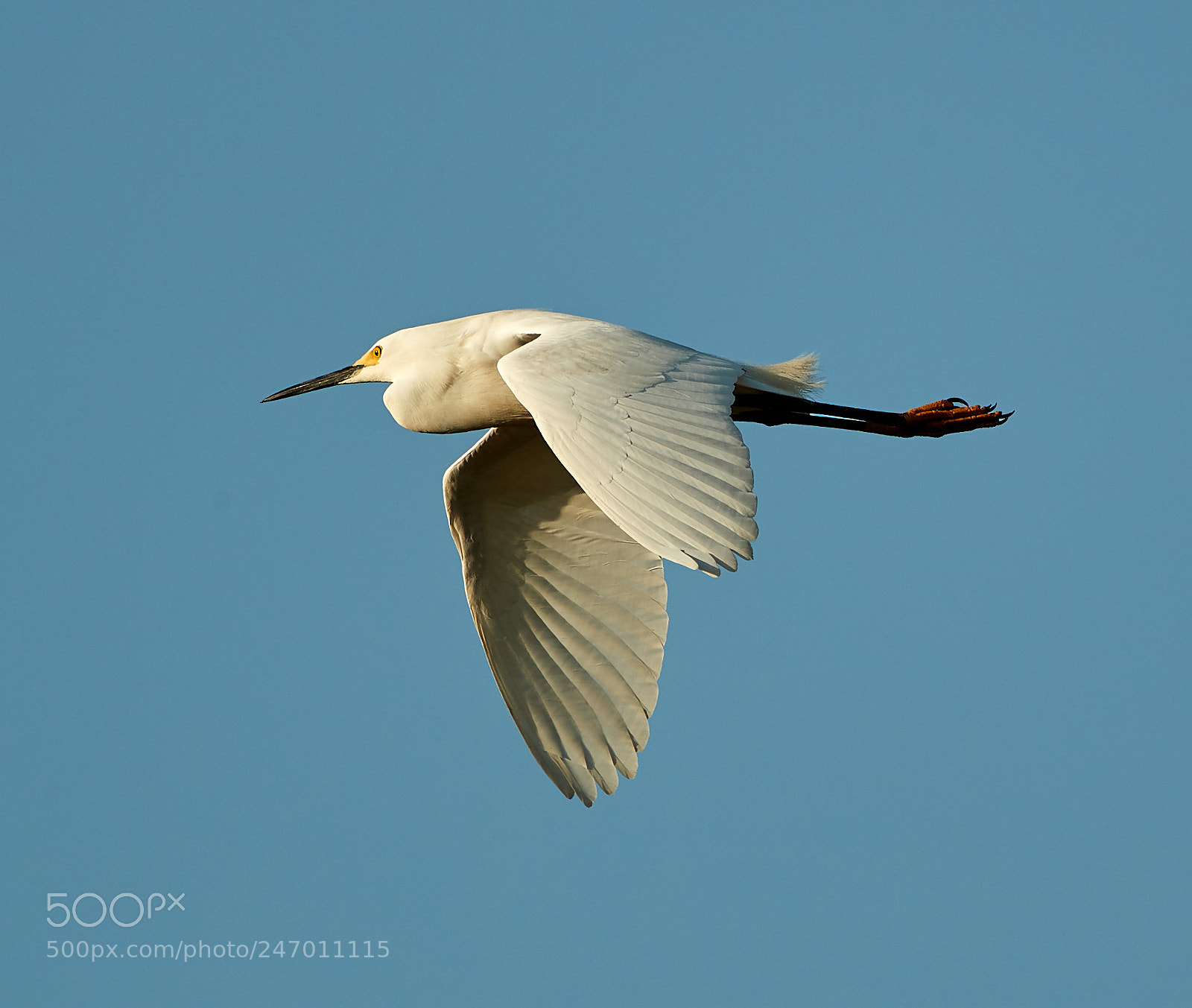 Canon EOS-1D X Mark II sample photo. 02-22-18-0004878.jpg photography