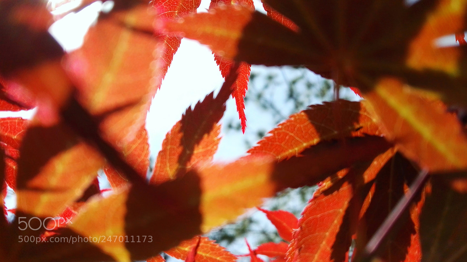 HUAWEI P8 sample photo. Untitled photography