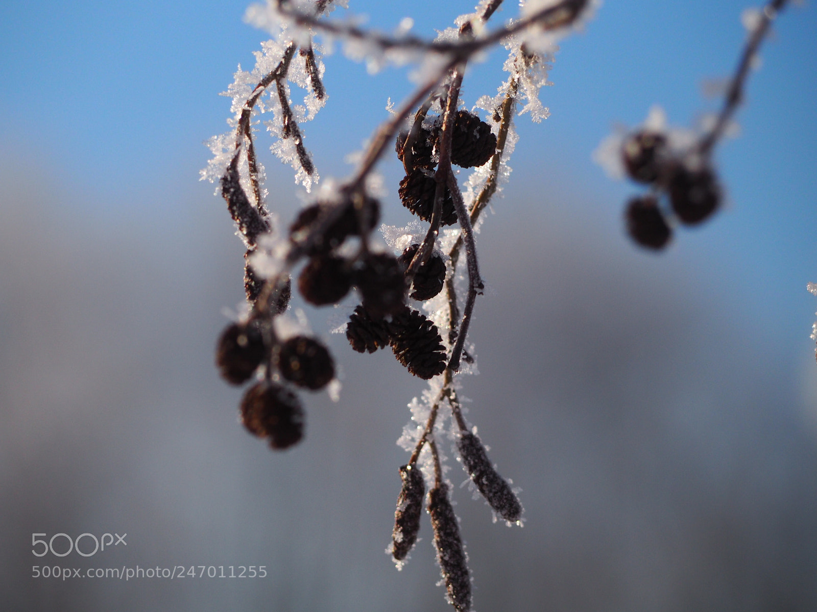Olympus OM-D E-M10 II sample photo. Frozen photography