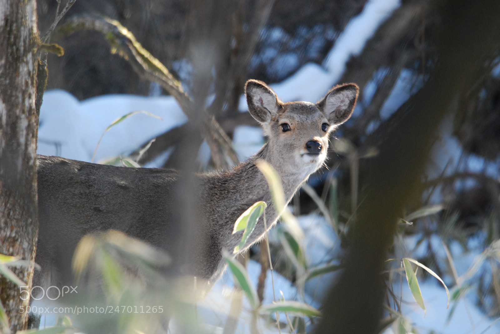 Nikon D40X sample photo. Deer in the snow photography