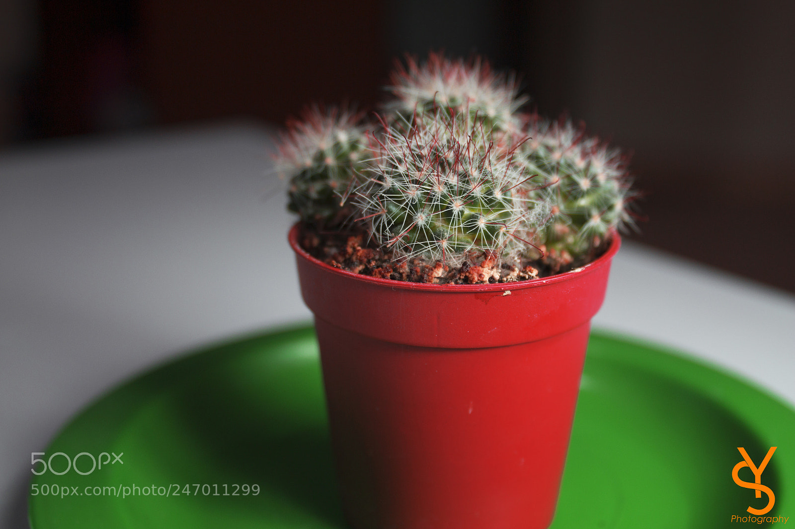 Canon EOS 650D (EOS Rebel T4i / EOS Kiss X6i) sample photo. [] photography