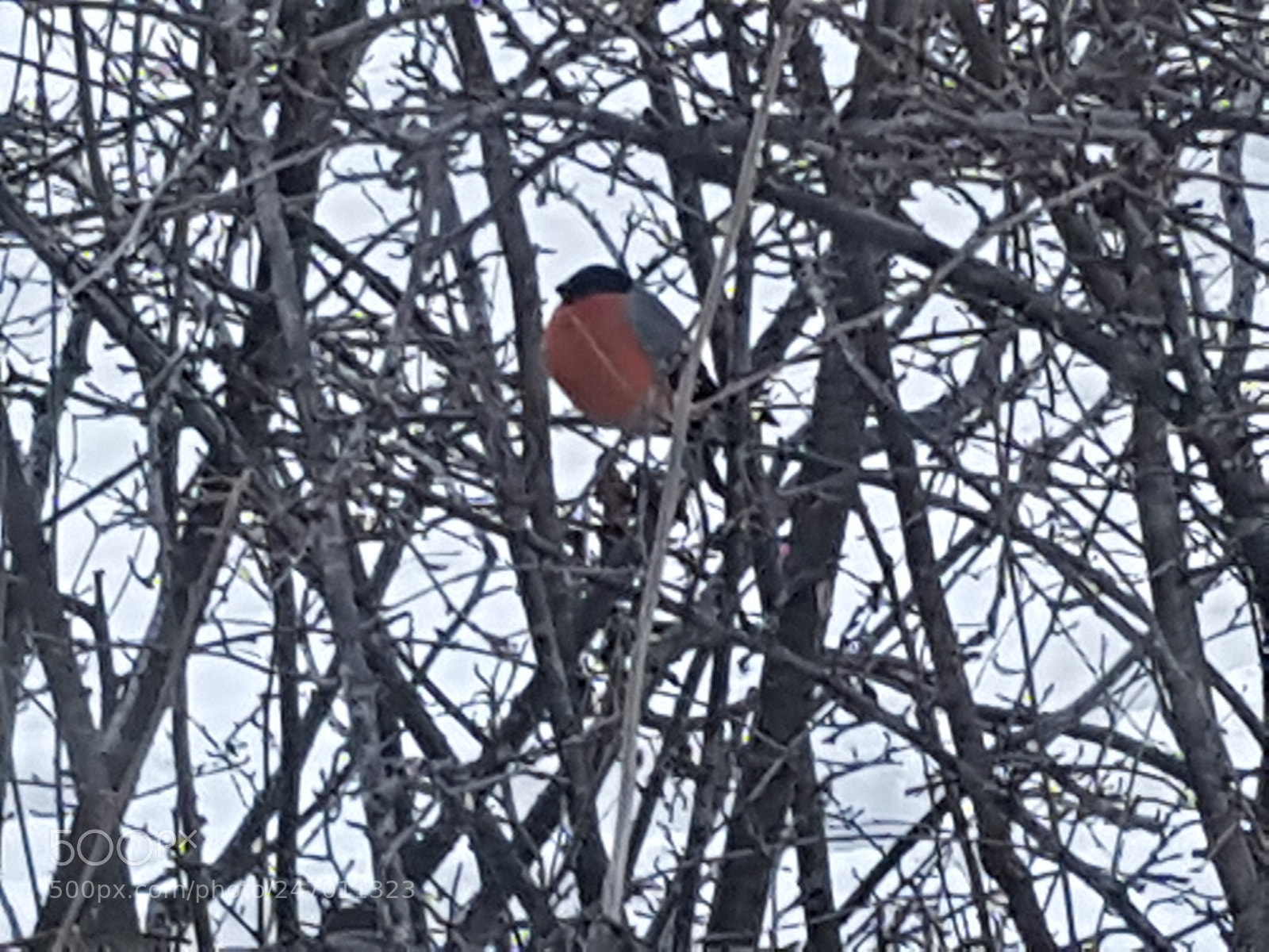 Samsung Galaxy S8 sample photo. Bullfinch photography