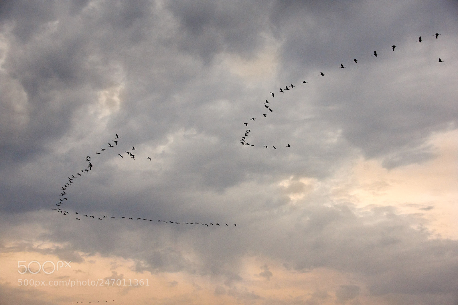 Sony SLT-A65 (SLT-A65V) sample photo. Flight of cranes photography