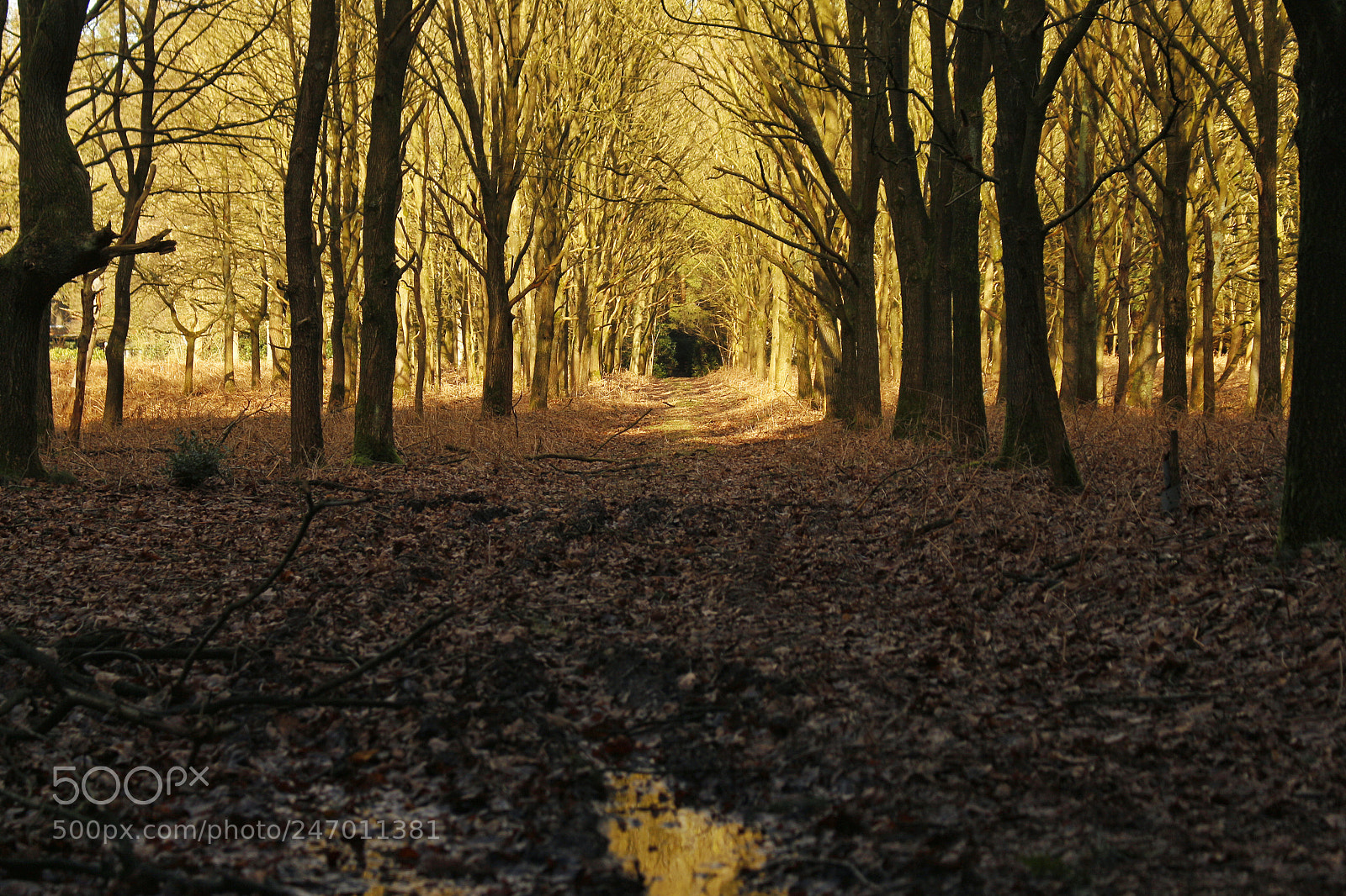 Canon EOS 700D (EOS Rebel T5i / EOS Kiss X7i) sample photo. Walk of trees photography