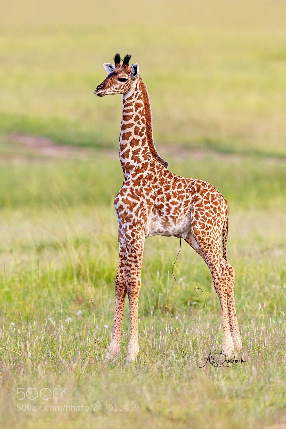 Canon EOS 5DS R sample photo. Giraffe baby photography
