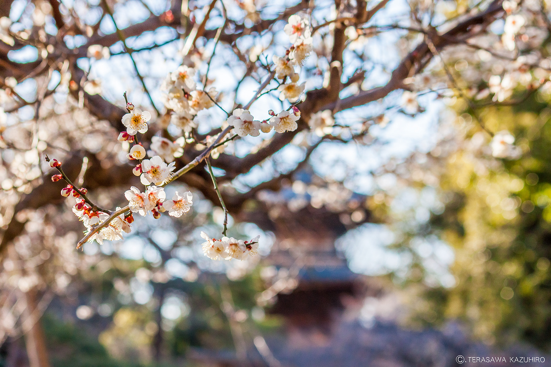 Canon EOS 500D (EOS Rebel T1i / EOS Kiss X3) sample photo. Plum blossoms photography