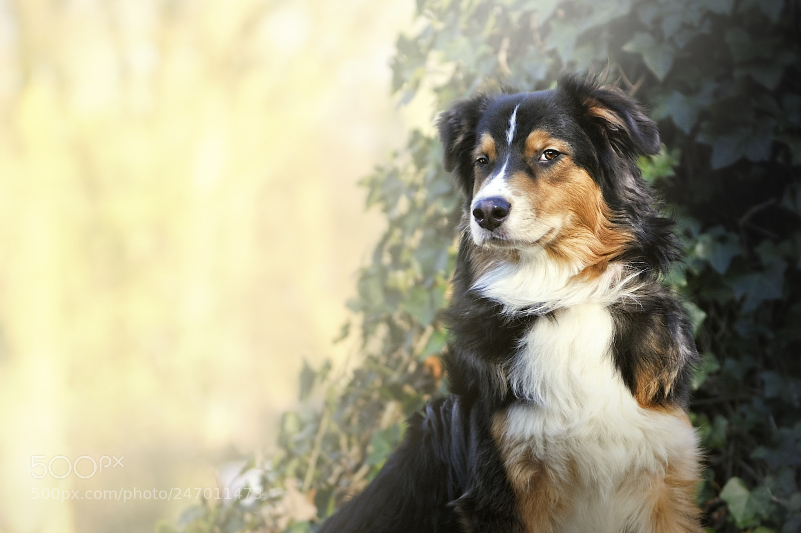 Nikon D700 sample photo. What is he thinking?... photography