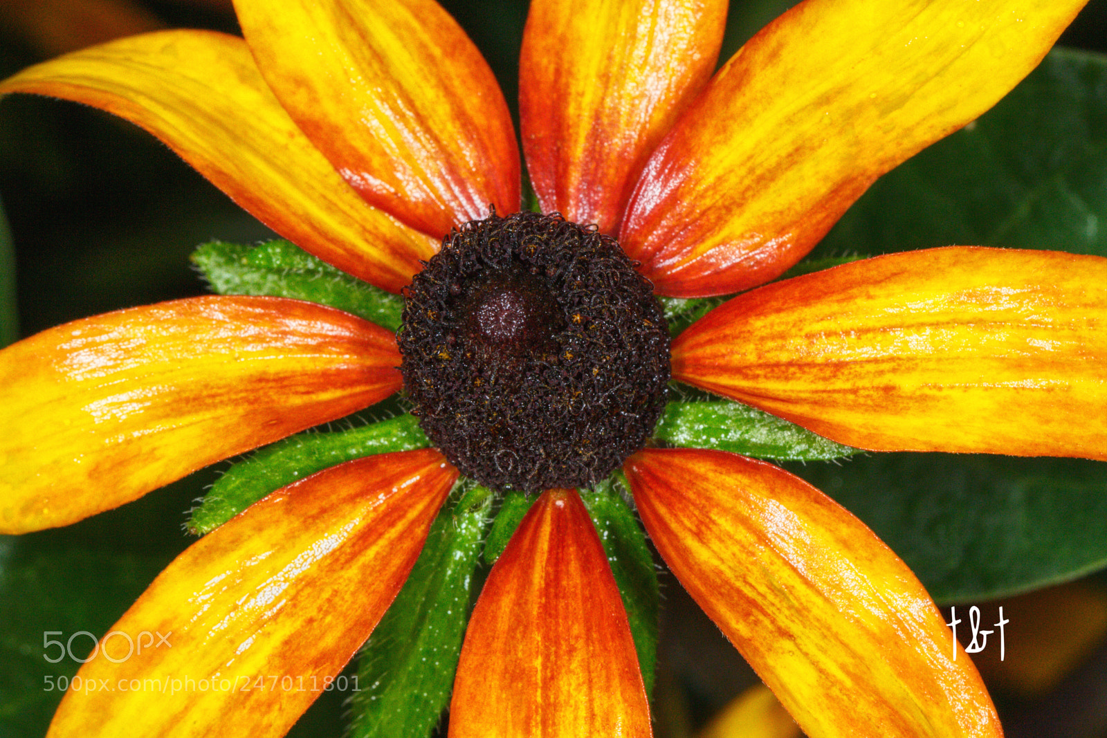 Canon EOS 7D sample photo. Untitled photography