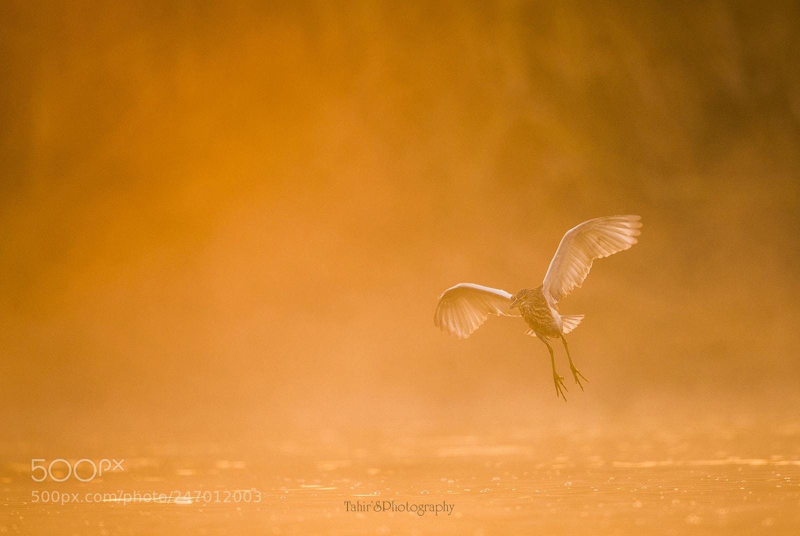 Nikon D850 sample photo. The indian pond heron photography