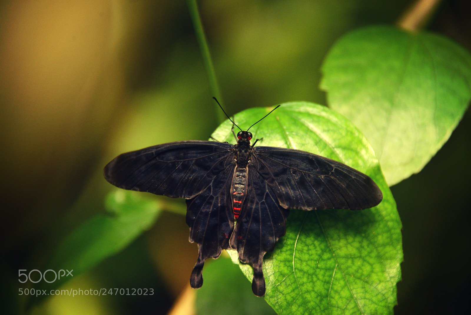 Nikon D800 sample photo. Black butterfly photography