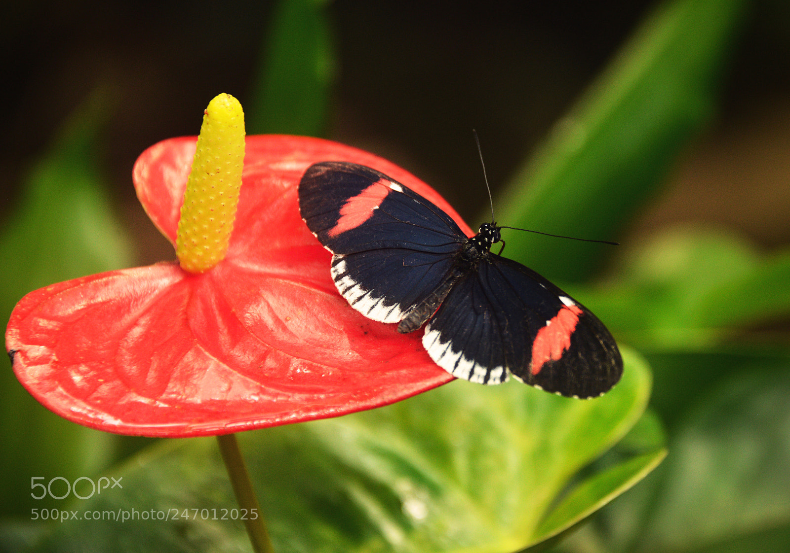 Nikon D800 sample photo. Butterfly photography