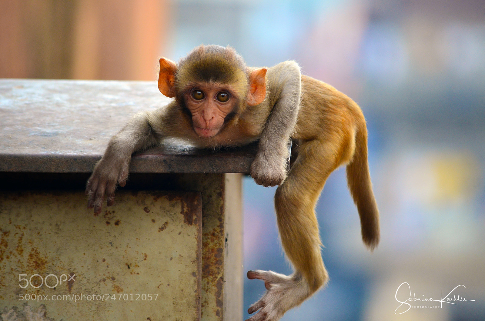 Nikon D5100 sample photo. Baby rhesus macaque, india photography