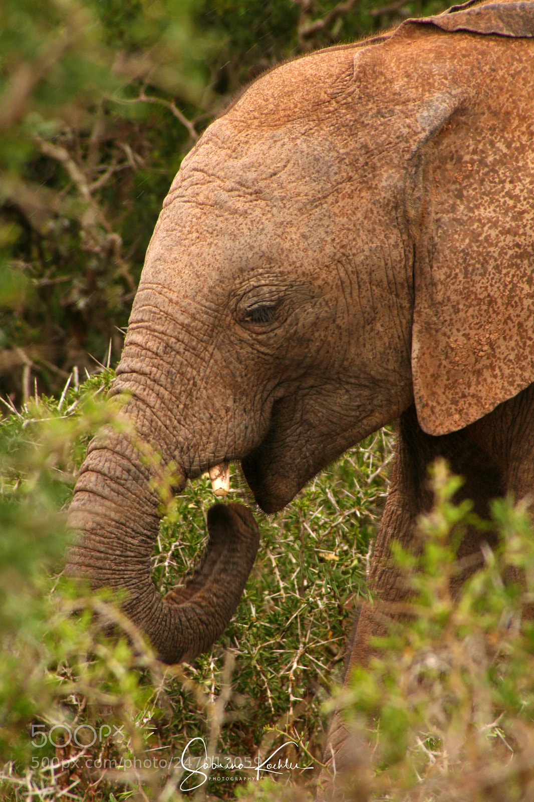 Canon EOS 350D (EOS Digital Rebel XT / EOS Kiss Digital N) sample photo. Addo elephant park, south photography