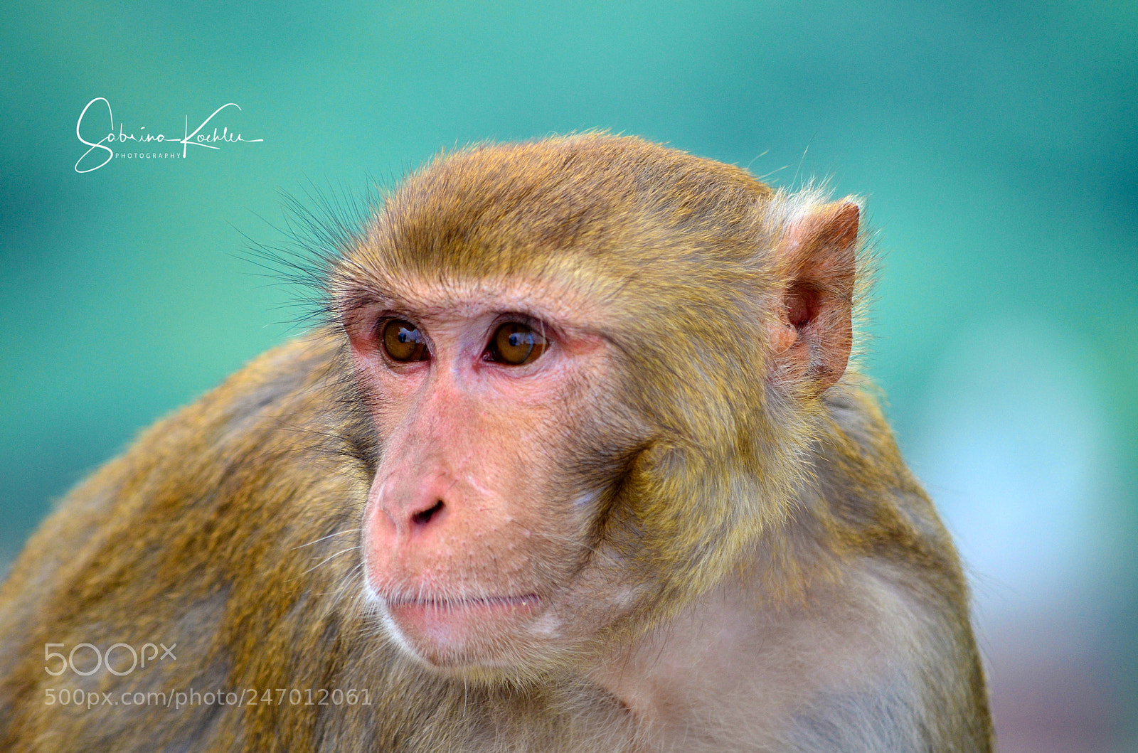 Nikon D5100 sample photo. Rhesus macaque, india photography